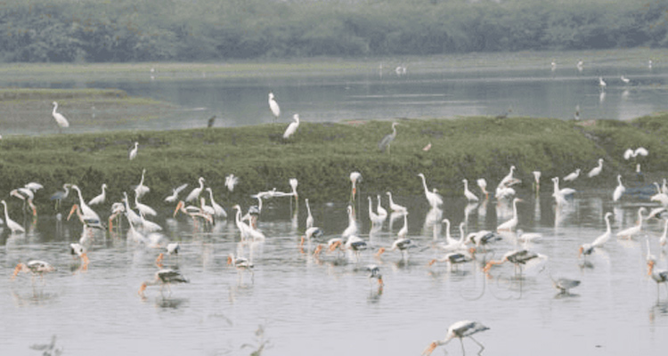 SUR Sarovar Bird Sanctuary