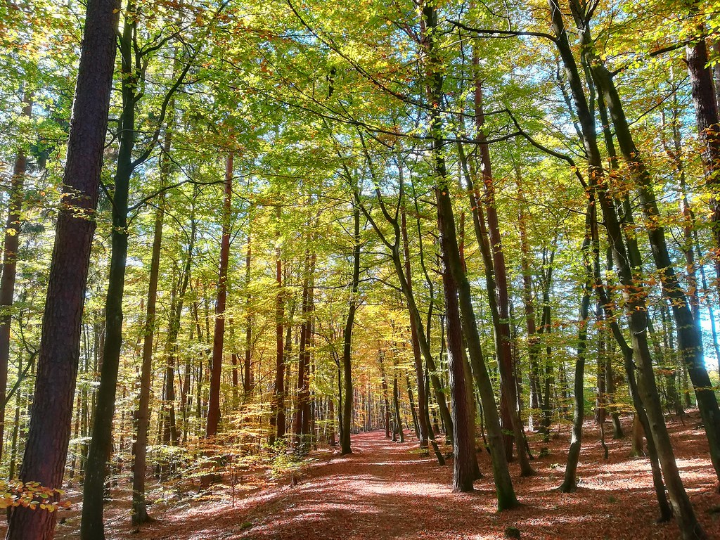 Kaiserslautern Forest